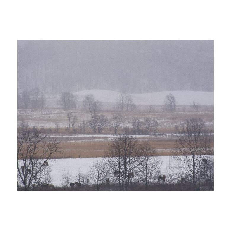 Tablou Canvas Natura, Dimensiunea 100x70 nat800