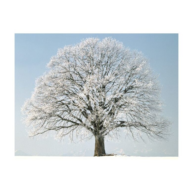 Tablou Canvas Natura, Dimensiunea 100x70 nat825