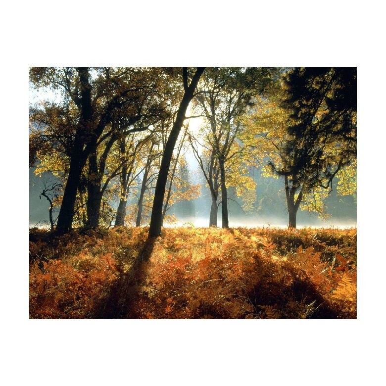 Tablou Canvas Natura, Dimensiunea 100x70 nat772