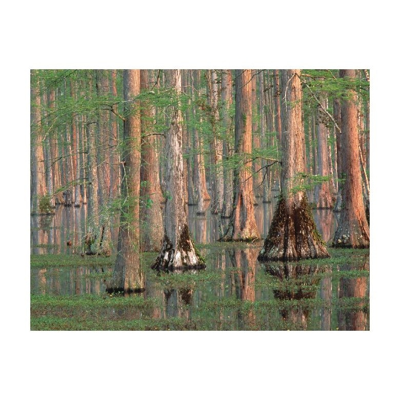 Tablou Canvas Natura, Dimensiunea 100x70 nat888