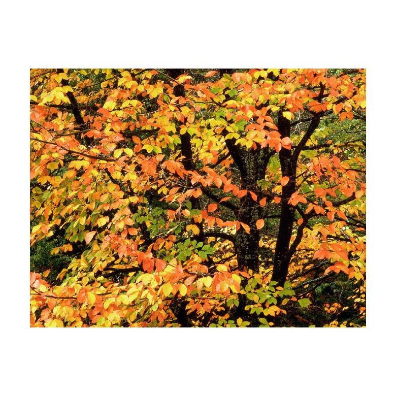 Tablou Canvas Natura, Dimensiunea 100x70 nat764