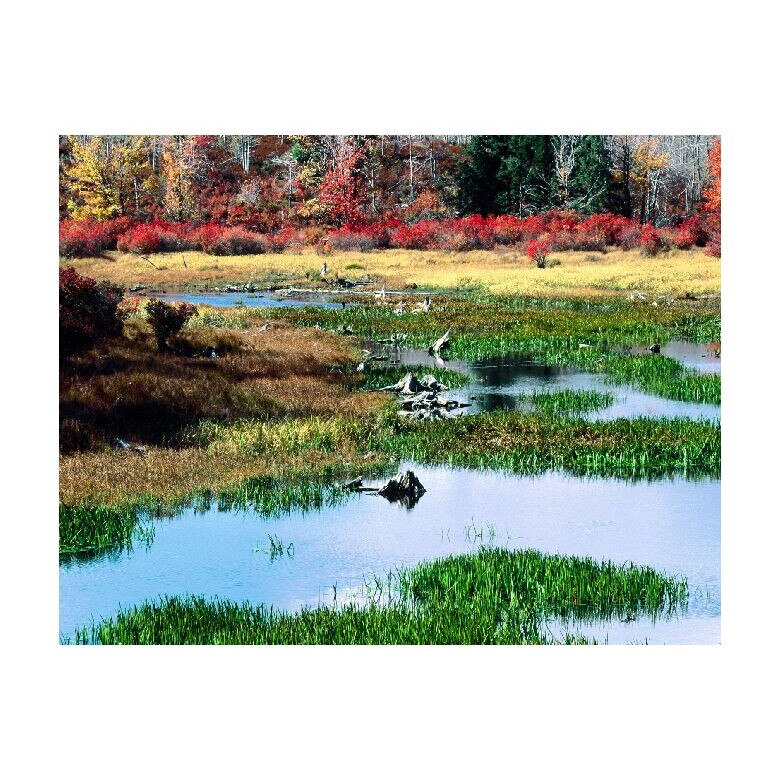 Tablou Canvas Natura, Dimensiunea 100x70 nat966