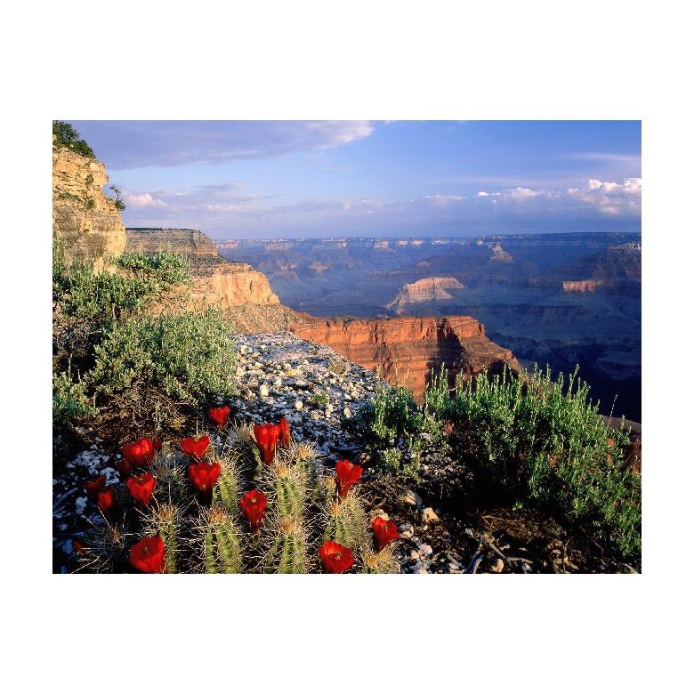 Tablou Canvas Natura, Dimensiunea 100x70 nat837