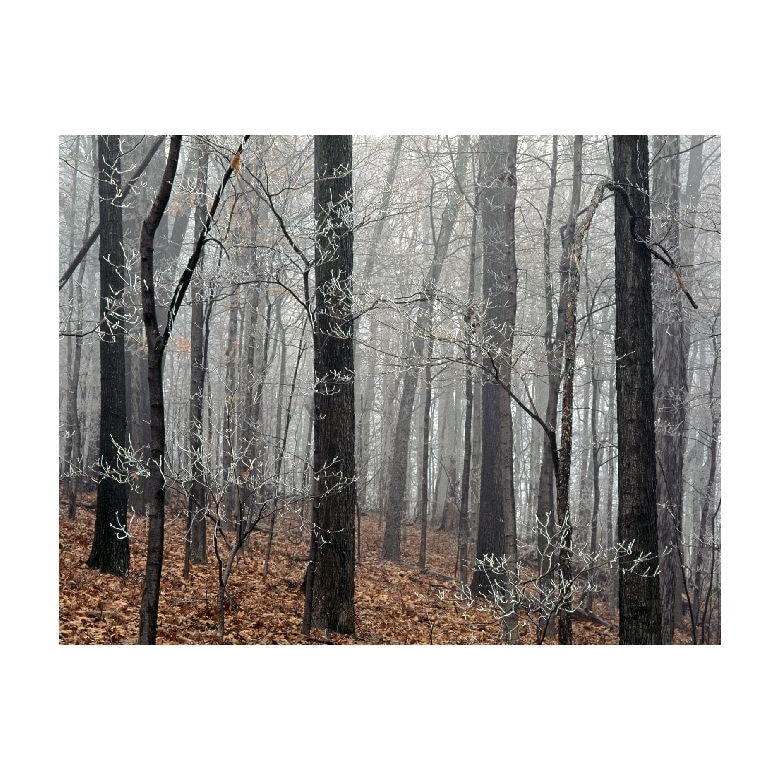 Tablou Canvas Natura, Dimensiunea 100x70 nat990