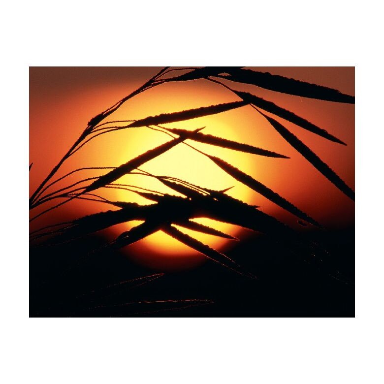 Tablou Canvas Natura, Dimensiunea 100x70 nat913