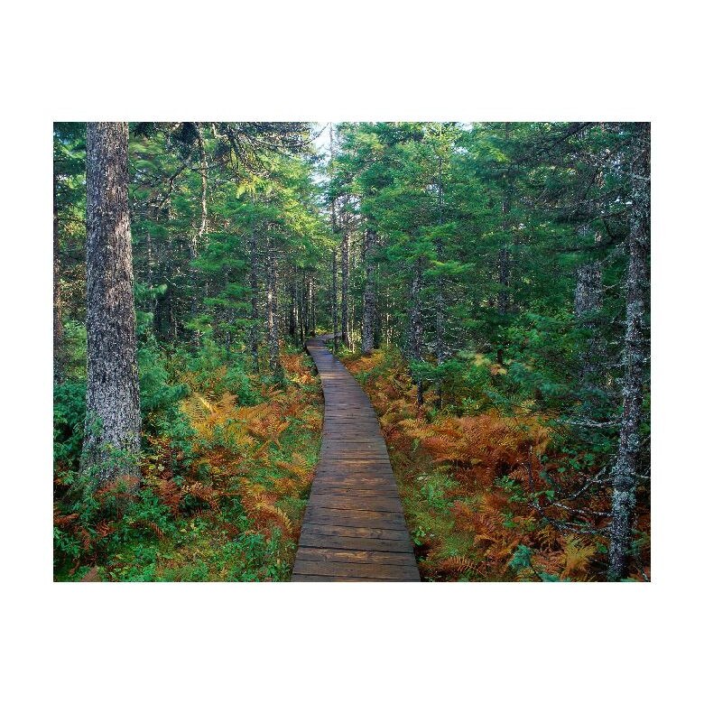 Tablou Canvas Natura, Dimensiunea 100x70 nat1008