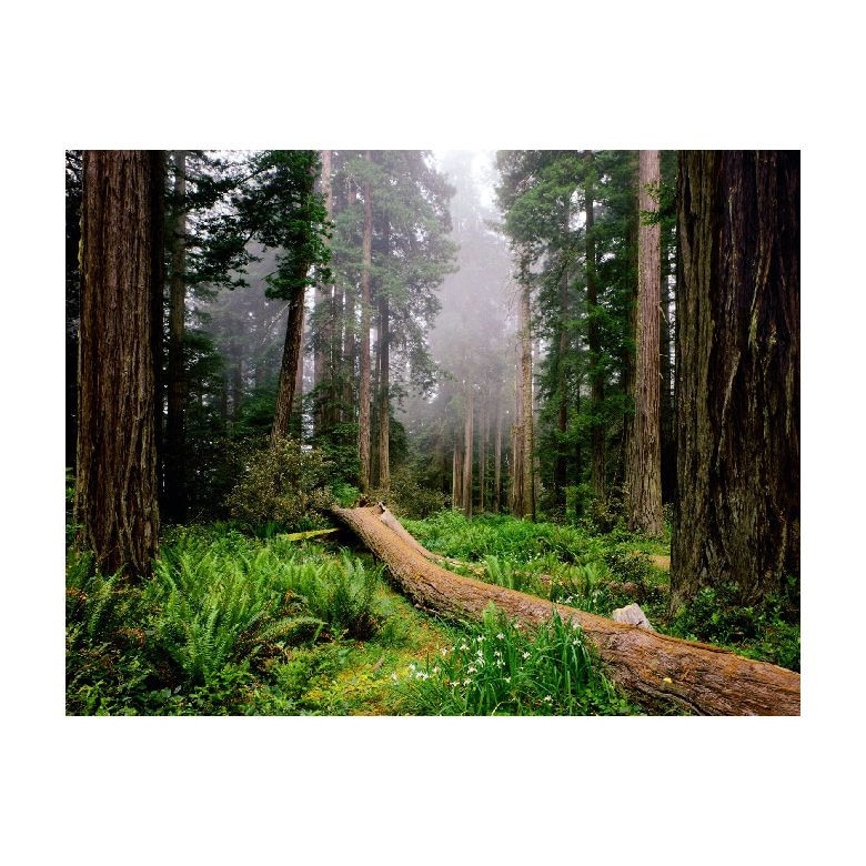 Tablou Canvas Natura, Dimensiunea 100x70 nat970