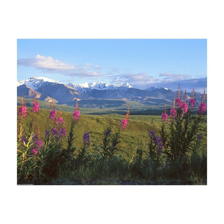 Tablou Canvas Natura, Dimensiunea 100x70 nat975