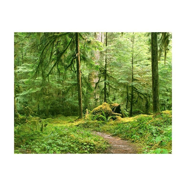 Tablou Canvas Natura, Dimensiunea 100x70 nat1039