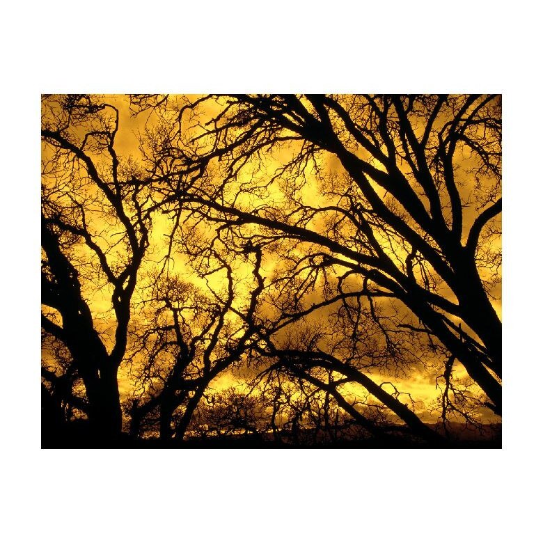 Tablou Canvas Natura, Dimensiunea 100x70 nat910