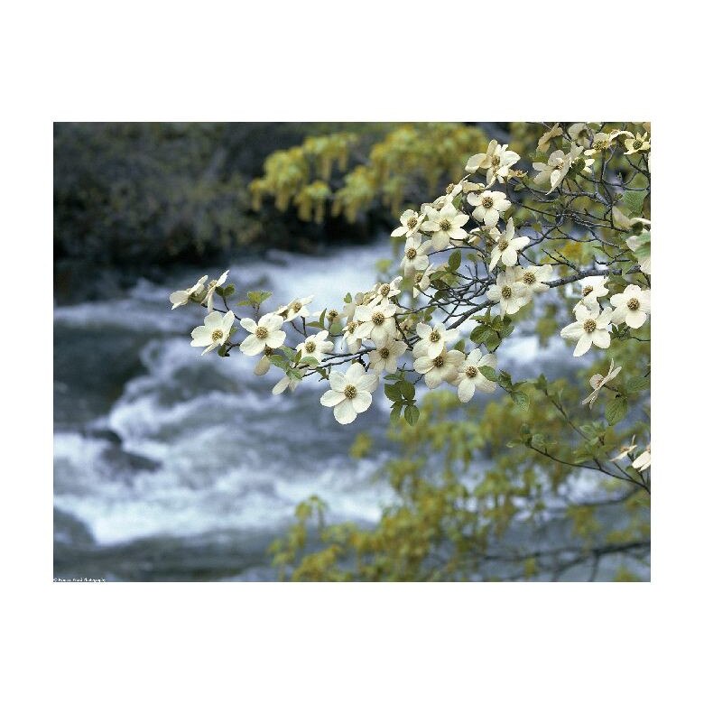 Tablou Canvas Natura, Dimensiunea 100x70 nat917
