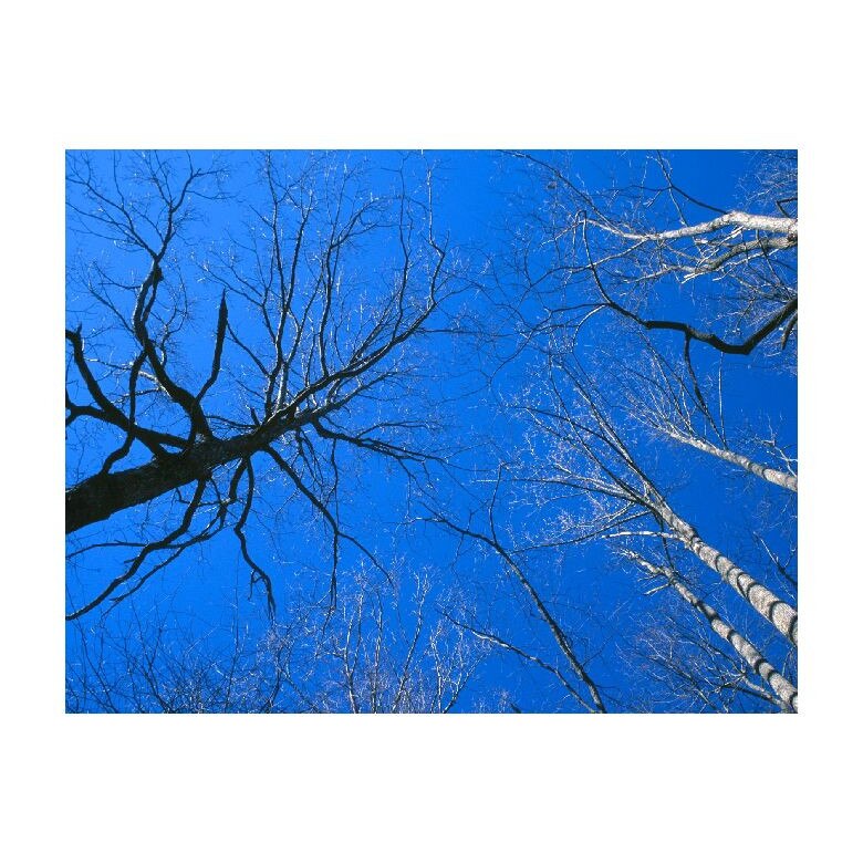 Tablou Canvas Natura, Dimensiunea 100x70 nat937
