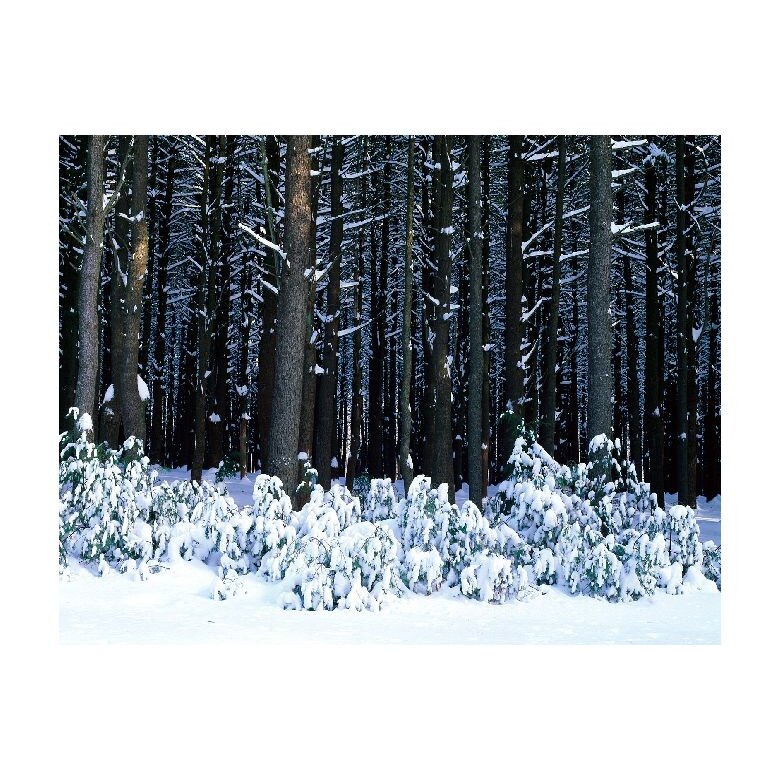 Tablou Canvas Natura, Dimensiunea 100x70 nat938