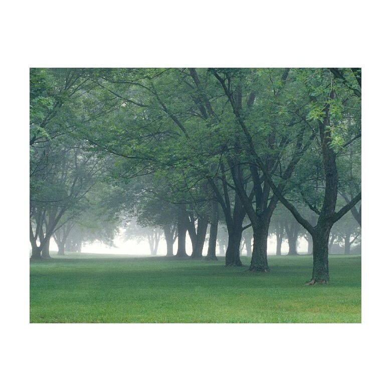 Tablou Canvas Natura, Dimensiunea 100x70 nat934