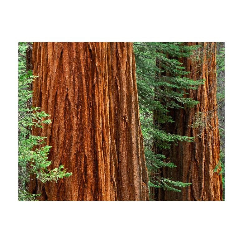 Tablou Canvas Natura, Dimensiunea 100x70 nat1014