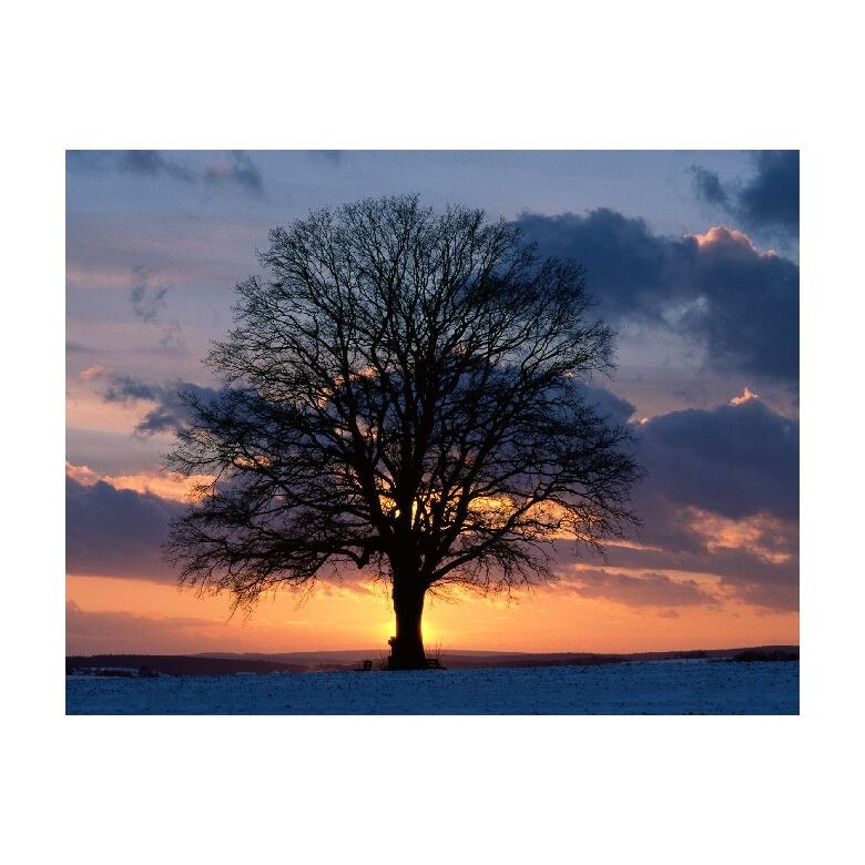 Tablou Canvas Natura, Dimensiunea 100x70 nat1172