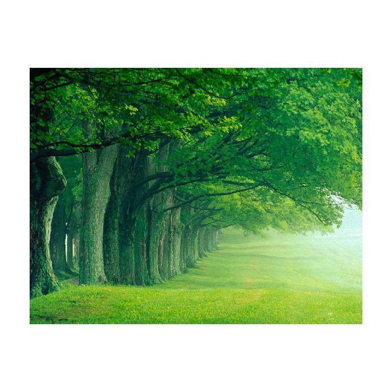 Tablou Canvas Natura, Dimensiunea 100x70 nat1183