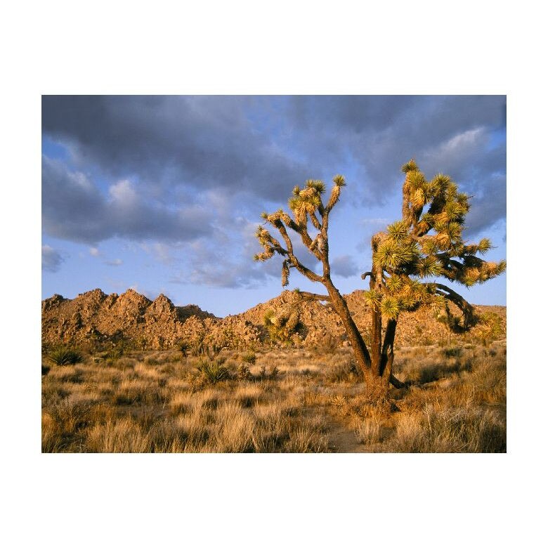 Tablou Canvas Natura, Dimensiunea 100x70 nat1148