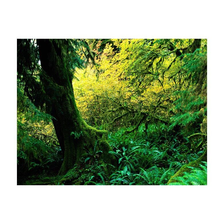 Tablou Canvas Natura, Dimensiunea 100x70 nat1076