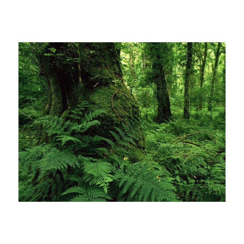 Tablou Canvas Natura, Dimensiunea 100x70 nat1176