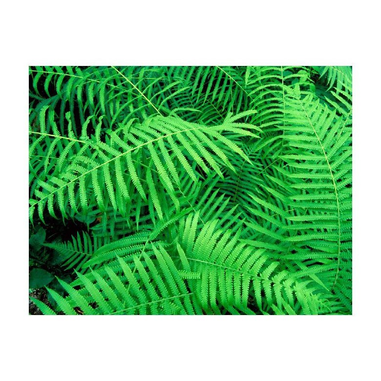 Tablou Canvas Natura, Dimensiunea 100x70 nat1056