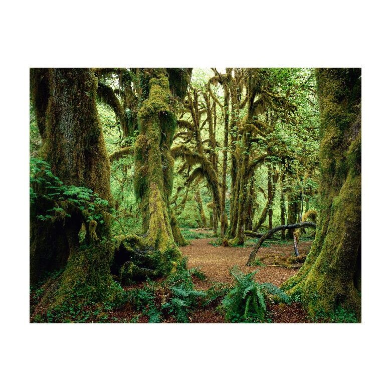 Tablou Canvas Natura, Dimensiunea 100x70 nat1052