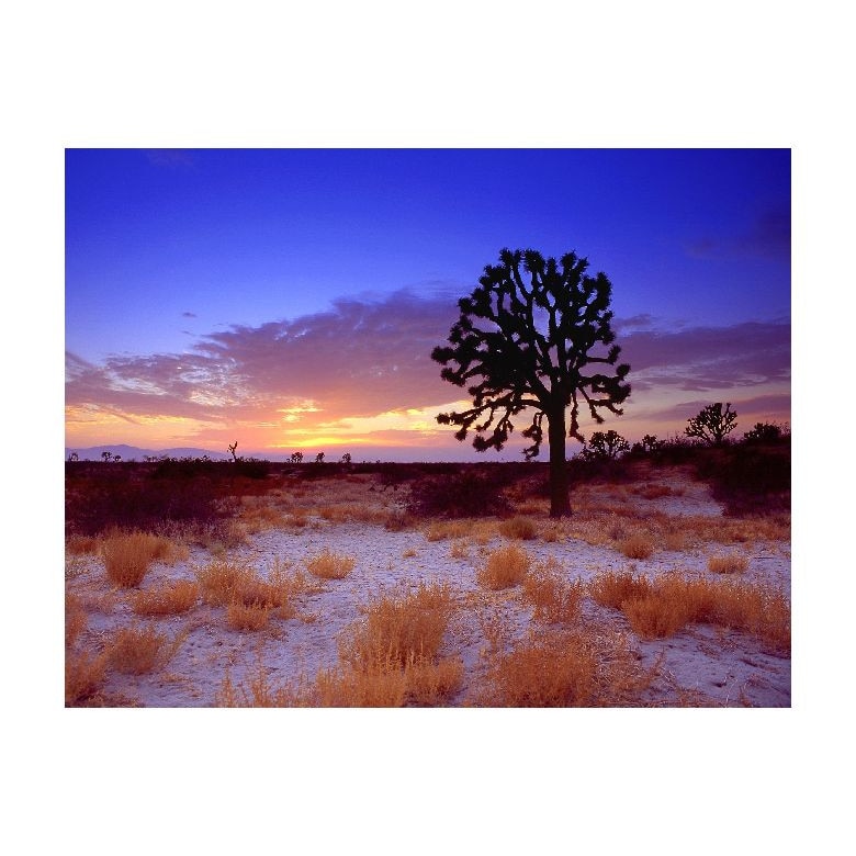 Tablou Canvas Natura, Dimensiunea 100x70 nat1114