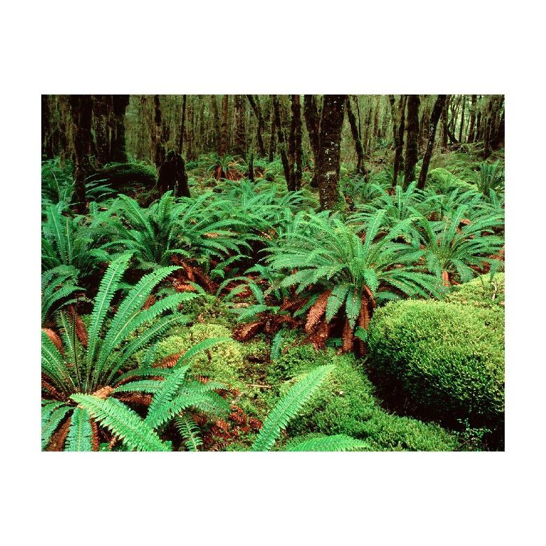 Tablou Canvas Natura, Dimensiunea 100x70 nat1124