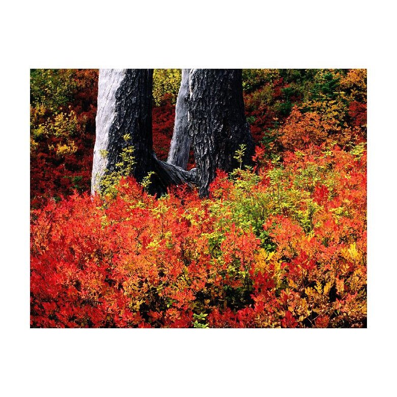 Tablou Canvas Natura, Dimensiunea 100x70 nat1265