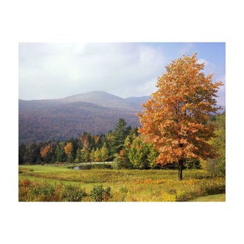 Tablou Canvas Natura, Dimensiunea 100x70 nat1275 Tablou Canvas Natura, Dimensiunea 100x70 nat1275