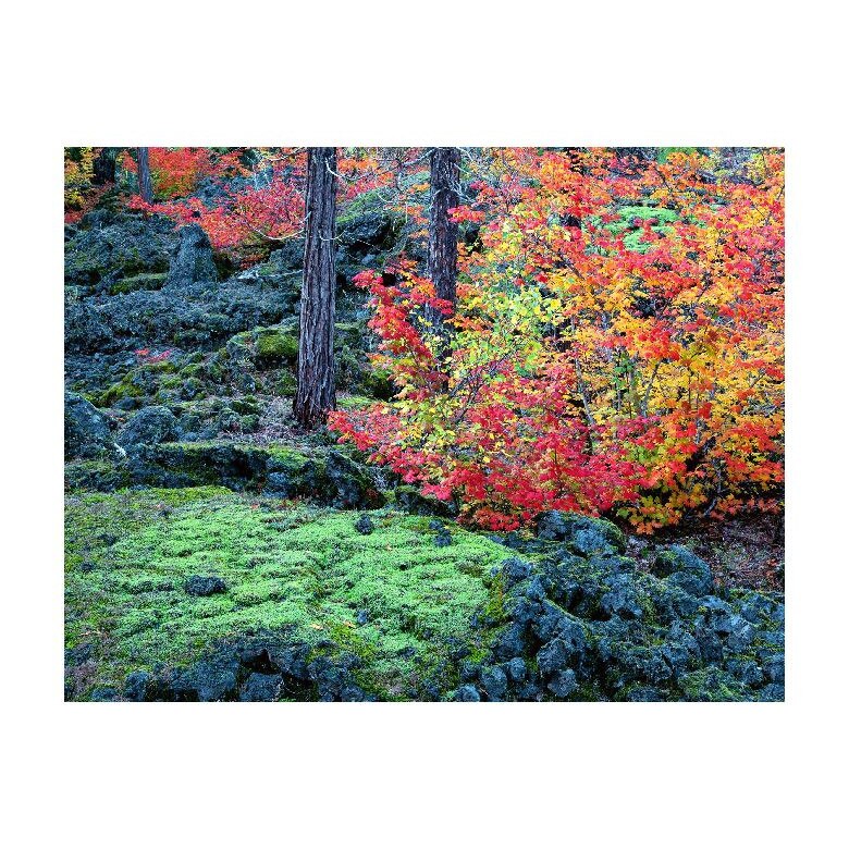 Tablou Canvas Natura, Dimensiunea 100x70 nat1202