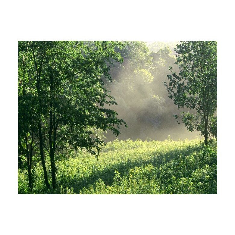 Tablou Canvas Natura, Dimensiunea 100x70 nat1256