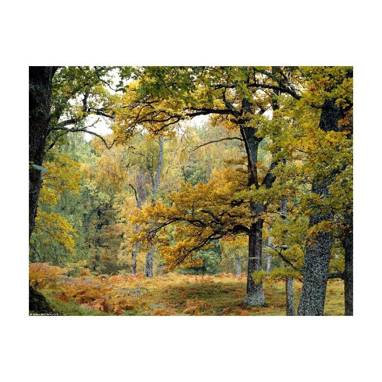 Tablou Canvas Natura, Dimensiunea 100x70 nat1343