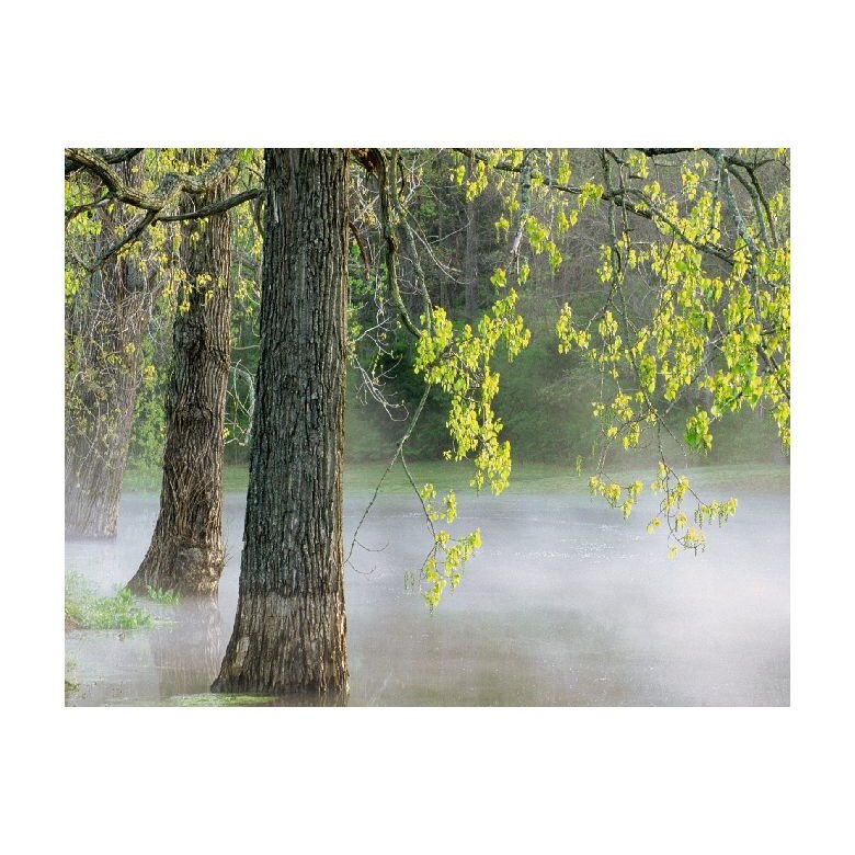 Tablou Canvas Natura, Dimensiunea 100x70 nat1251