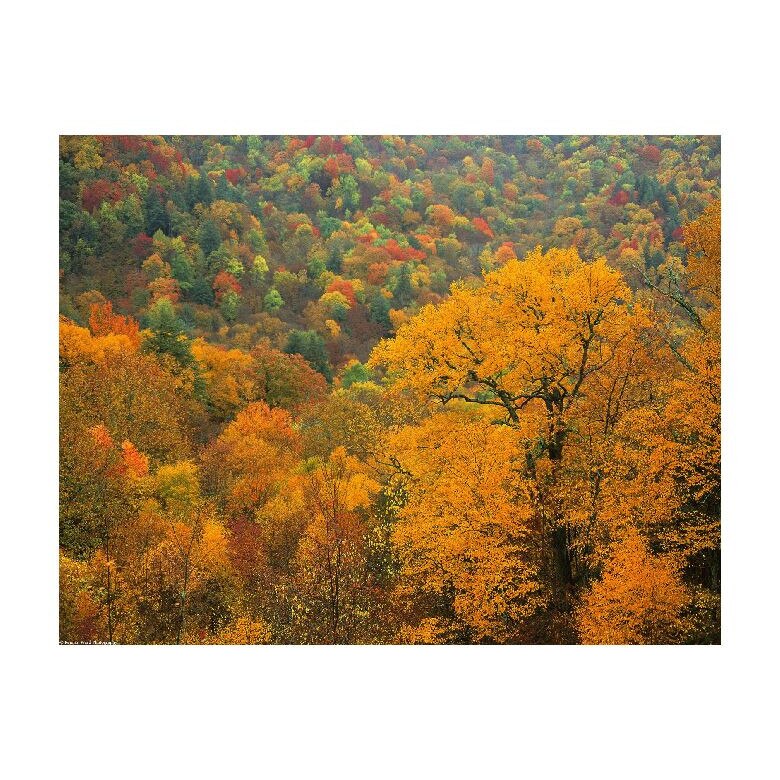 Tablou Canvas Natura, Dimensiunea 100x70 nat1467