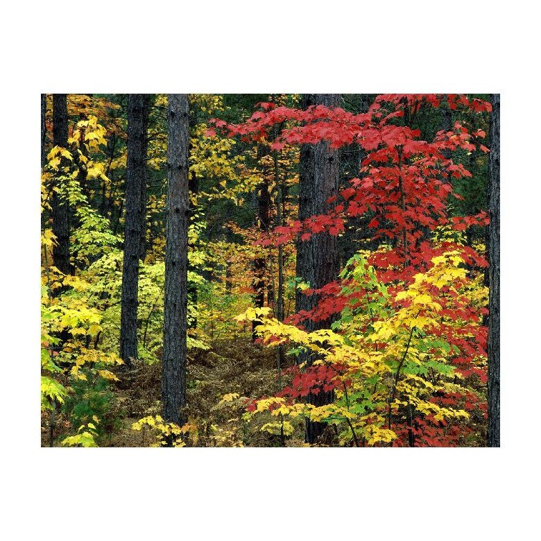 Tablou Canvas Natura, Dimensiunea 100x70 nat1209