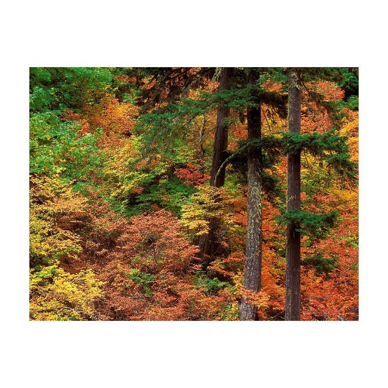 Tablou Canvas Natura, Dimensiunea 100x70 nat1479
