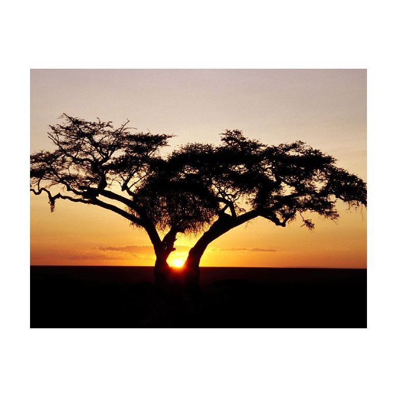 Tablou Canvas Natura, Dimensiunea 100x70 nat1481