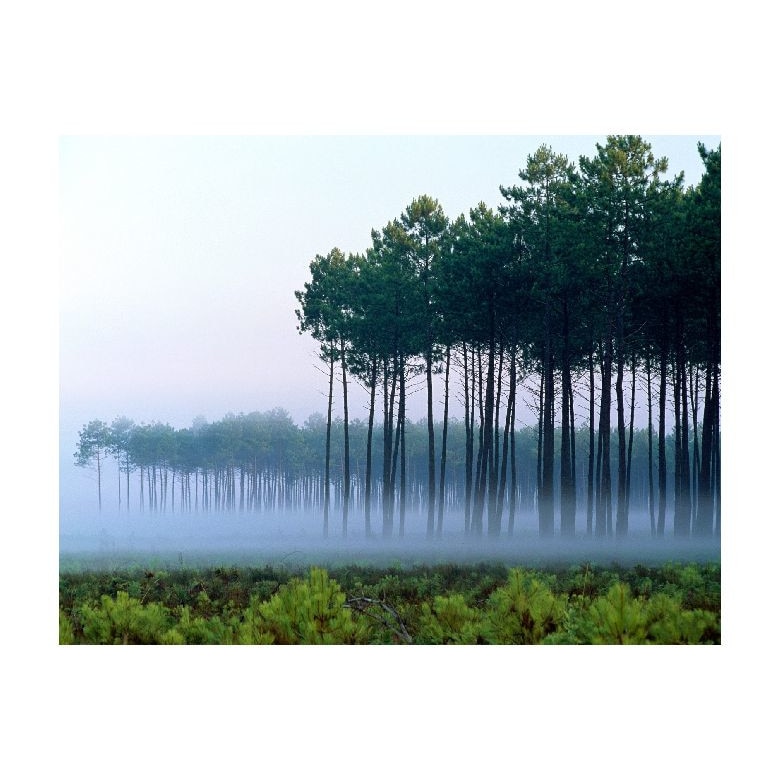 Tablou Canvas Natura, Dimensiunea 100x70 nat1399