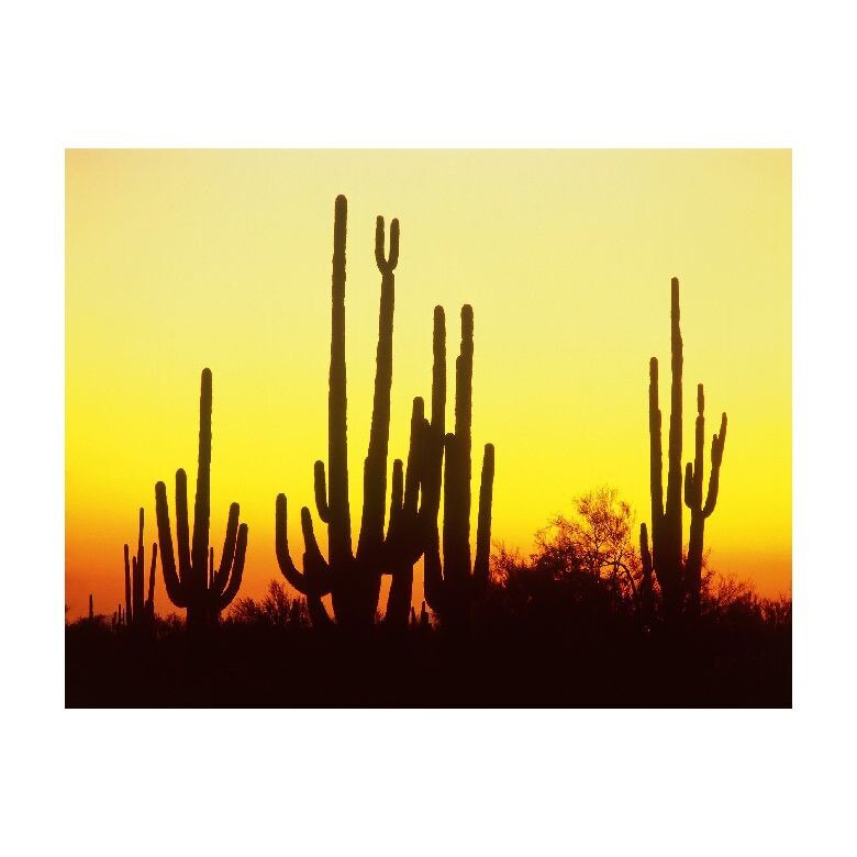 Tablou Canvas Natura, Dimensiunea 100x70 nat1482