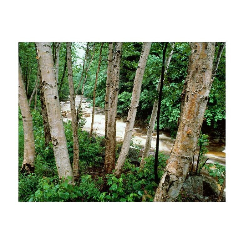 Tablou Canvas Natura, Dimensiunea 100x70 nat1368