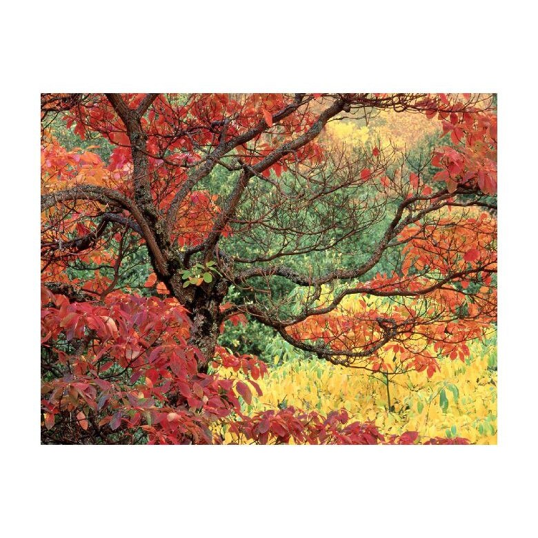 Tablou Canvas Natura, Dimensiunea 100x70 nat1496