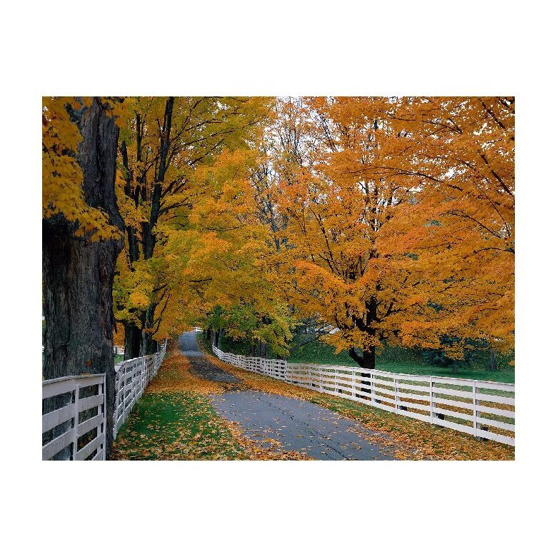 Tablou Canvas Natura, Dimensiunea 100x70 nat1501