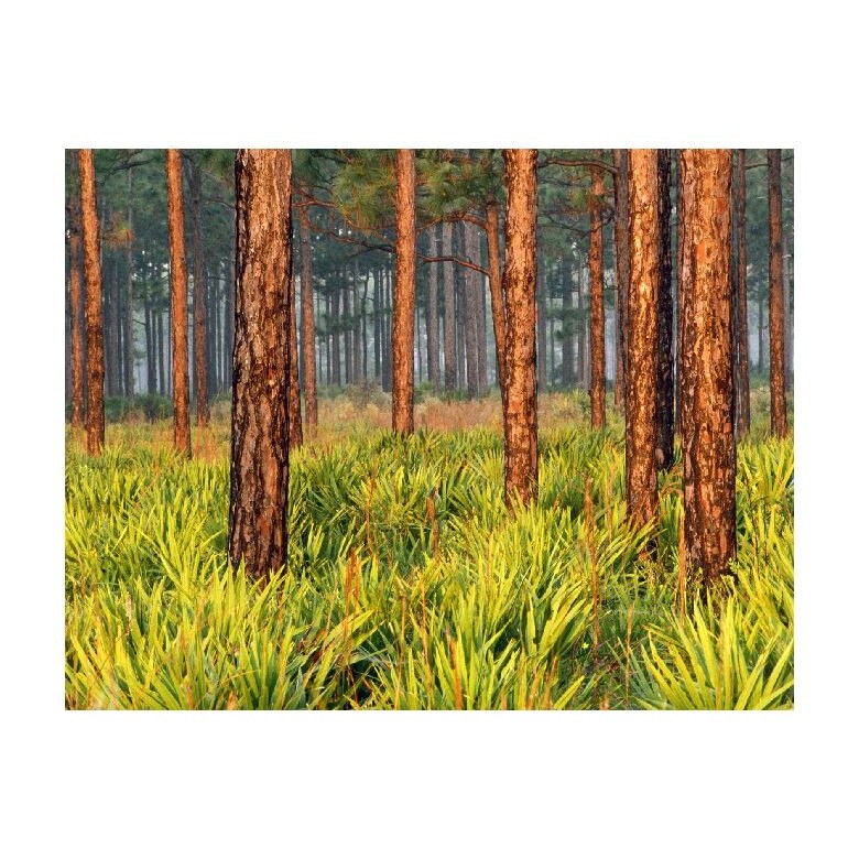 Tablou Canvas Natura, Dimensiunea 100x70 nat1400