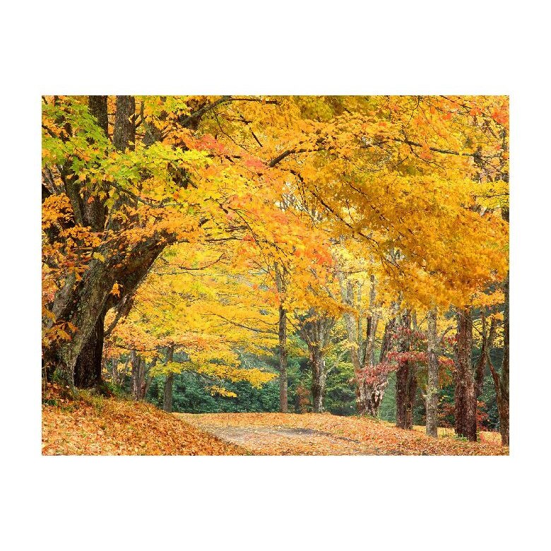 Tablou Canvas Natura, Dimensiunea 100x70 nat1475