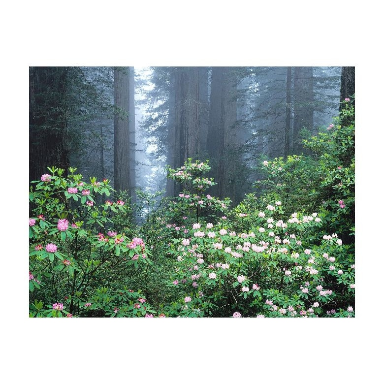 Tablou Canvas Natura, Dimensiunea 100x70 nat1438