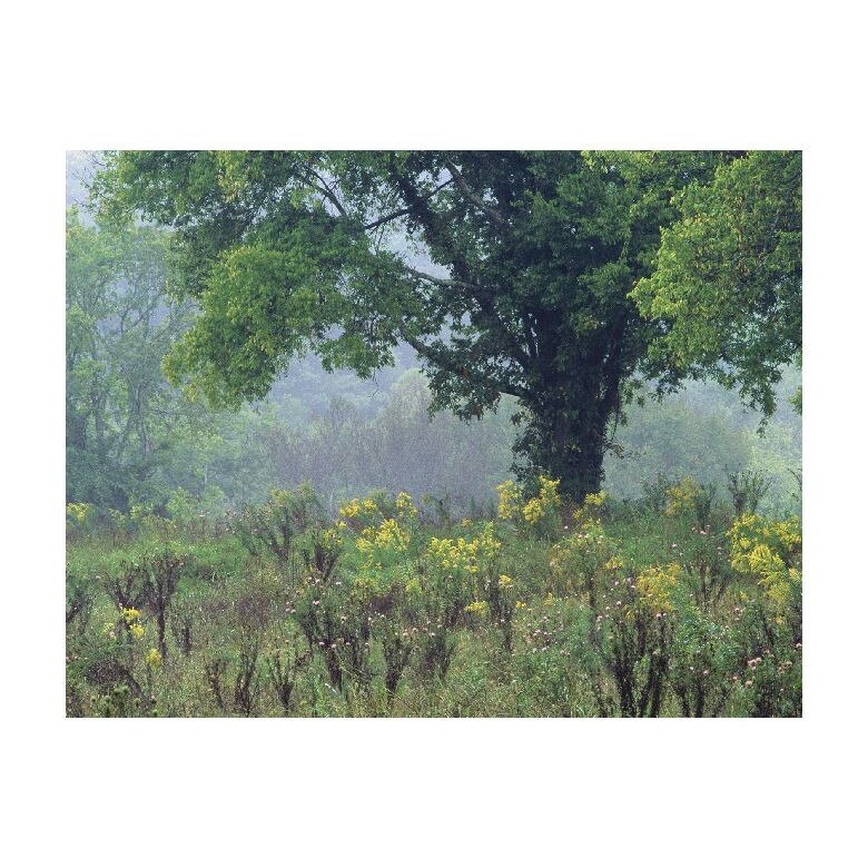 Tablou Canvas Natura, Dimensiunea 100x70 nat1605