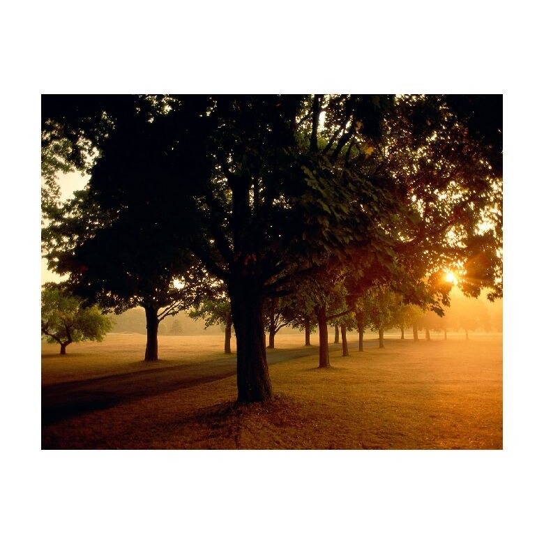 Tablou Canvas Natura, Dimensiunea 100x70 nat1624