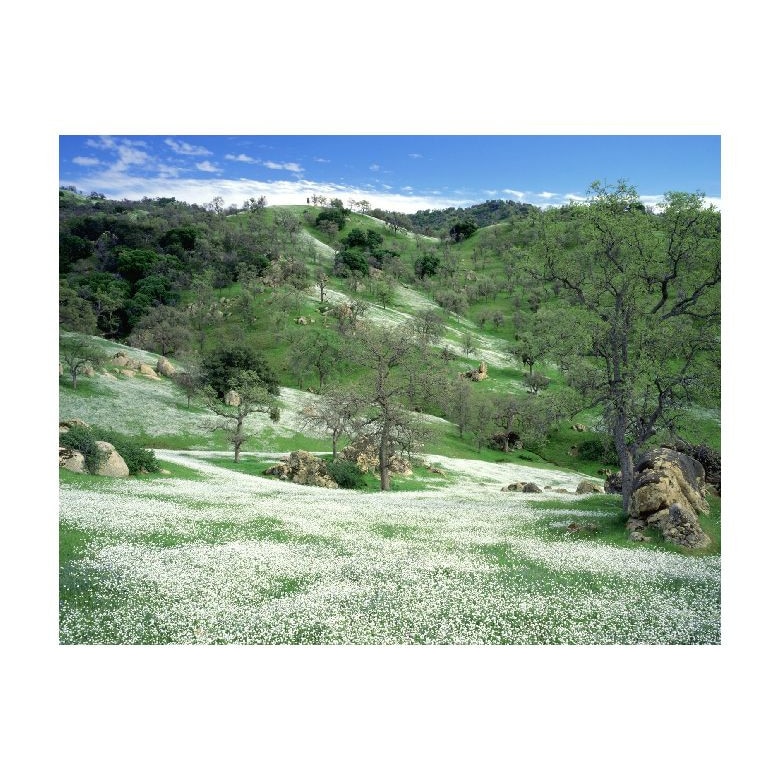 Tablou Canvas Natura, Dimensiunea 100x70 nat1577