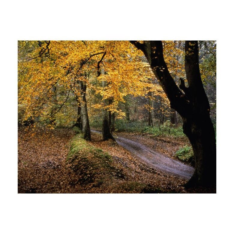 Tablou Canvas Natura, Dimensiunea 100x70 nat1700